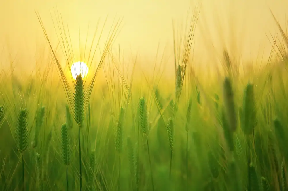 Léky Na Úzkost Na Předpis